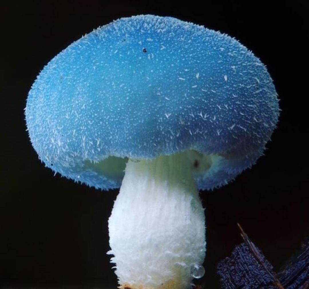 Reino Fungi Tipos De Hongos Clasificación Características Y Usos Página Zero